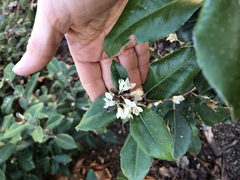 Elaeagnus