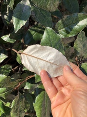Elaeagnus