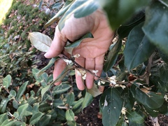 Elaeagnus