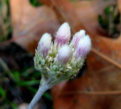 Antennaria plantaginifolia