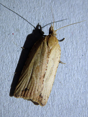 Planotortrix