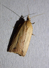 Planotortrix