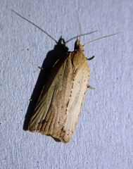 Planotortrix