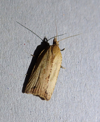 Planotortrix