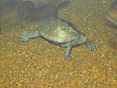 Mauremys japonica