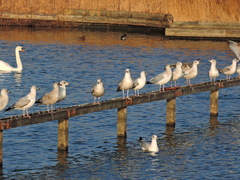 Larus argentatus