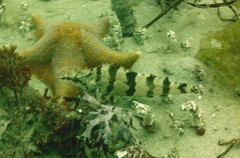 Oxylebius pictus