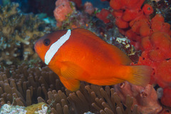 Amphiprion barberi
