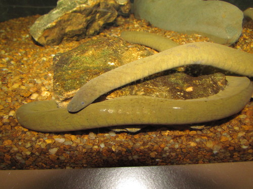 Rubber Eel