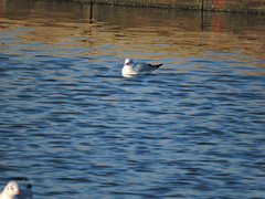 Chroicocephalus ridibundus