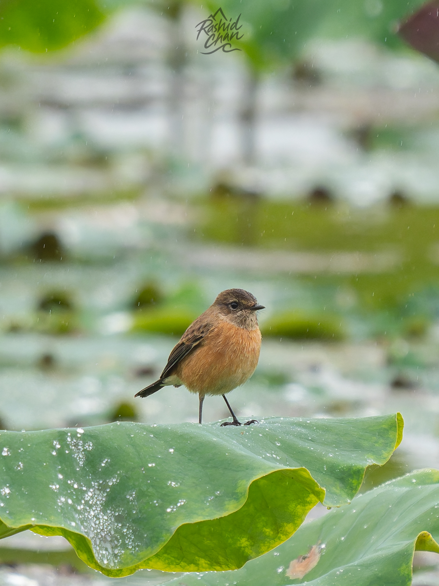 Siberian Stonechat