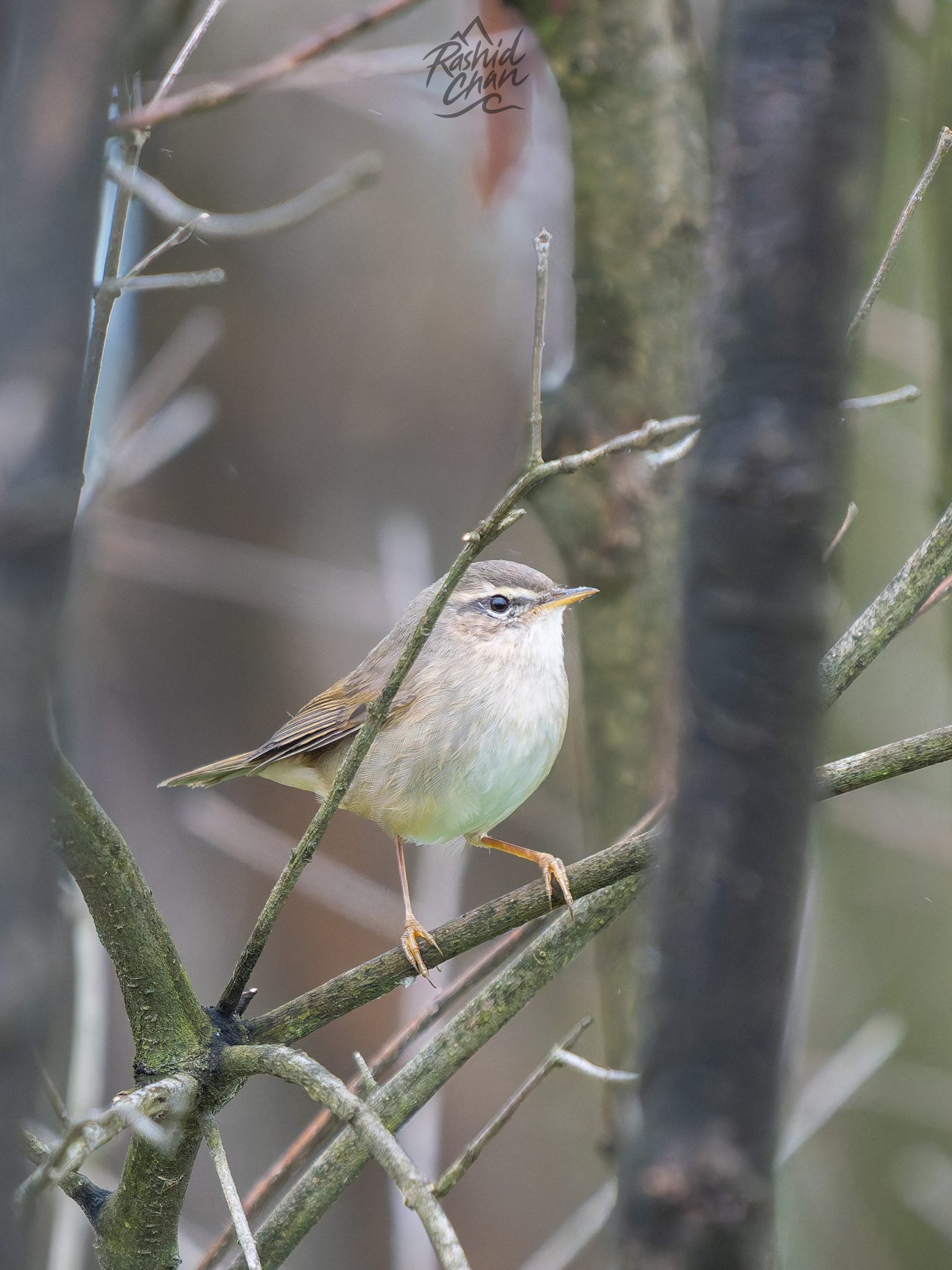 Dusky Warbler