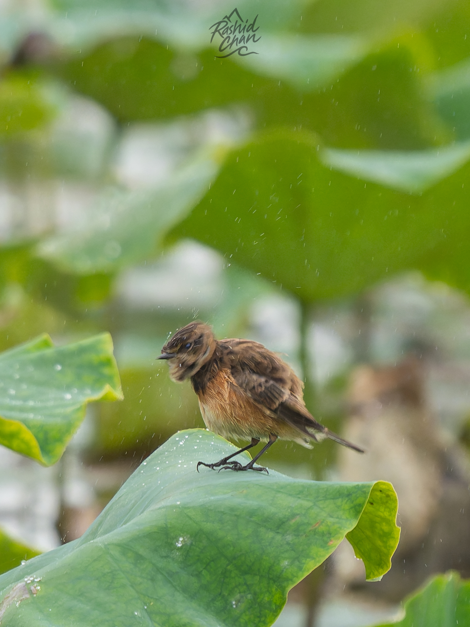 Siberian Stonechat