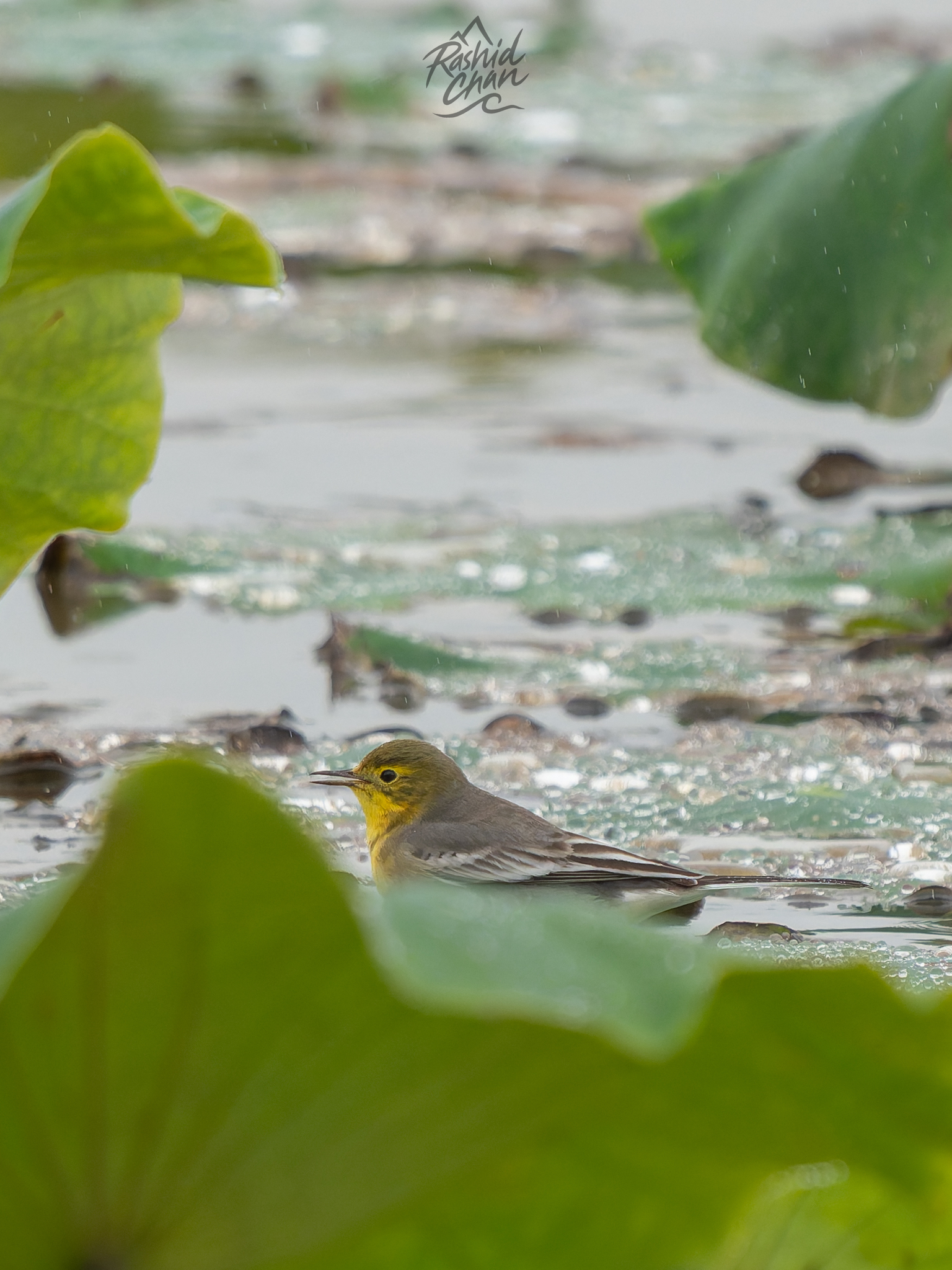 Citrine Wagtail