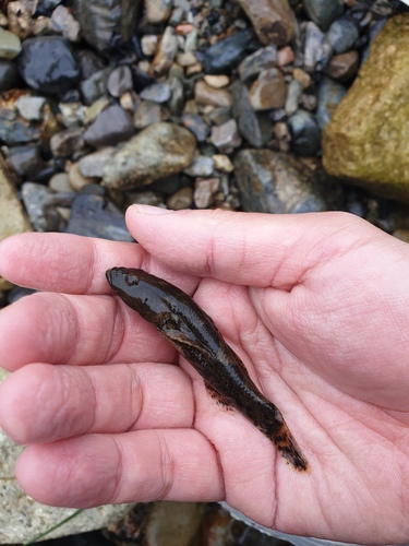 Hikimi sleeper (Odontobutis hikimius) — Odontobutidae — 3