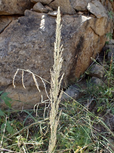 Muhlenbergia longiligula observed 2025-10-21