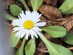 Bellis perennis