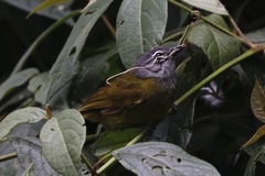 Arizelocichla nigriceps