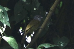 Arizelocichla nigriceps