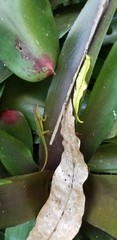 Anolis extremus
