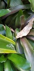 Anolis extremus