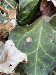 Colletotrichum trichellum