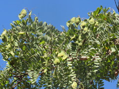 Pterodon emarginatus