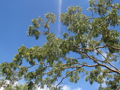 Pterodon emarginatus