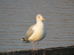Larus argentatus
