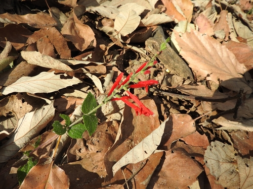 Salvia elegans