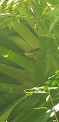 Coereba flaveola barbadensis