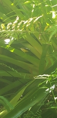 Coereba flaveola barbadensis
