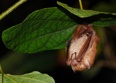 Lesser Hairy-Winged Bat photo 2