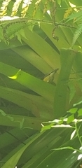 Coereba flaveola barbadensis