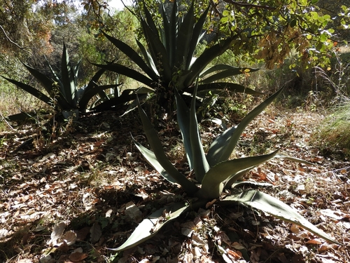 Agave salmiana