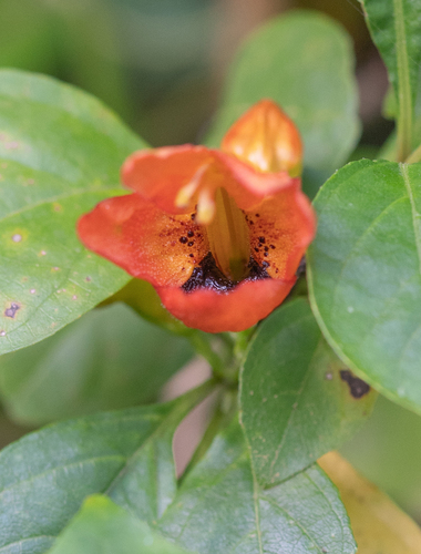 Ruttya fruticosa