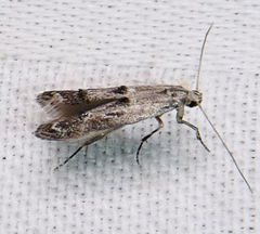 Blastodacna bicristatella