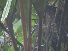 Basileuterus ignotus