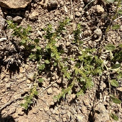 Euploca fruticosa