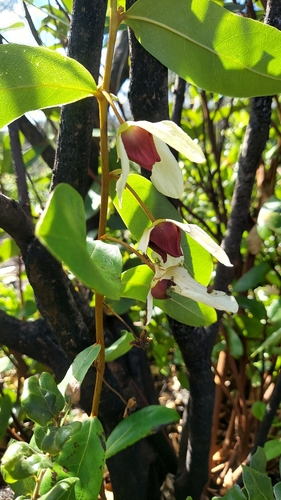 Asimina tetramera
