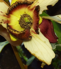 Asimina tetramera, photograph (c) Athena Philips, some rights reserved (CC BY)