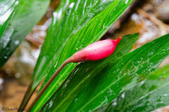 Cryptocoryne (Piptospatha)