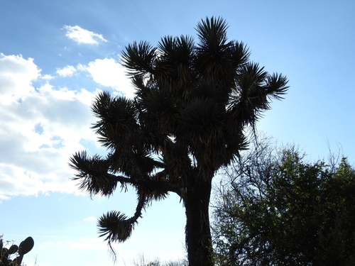 Yucca filifera