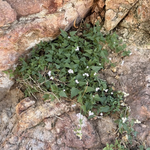 Sonoran Slender-Thoroughwort (Fleischmannia sonorae)