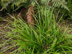 Carex uncinata