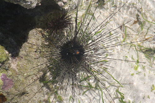 Sea Urchin