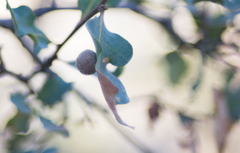 Cynips multipunctata