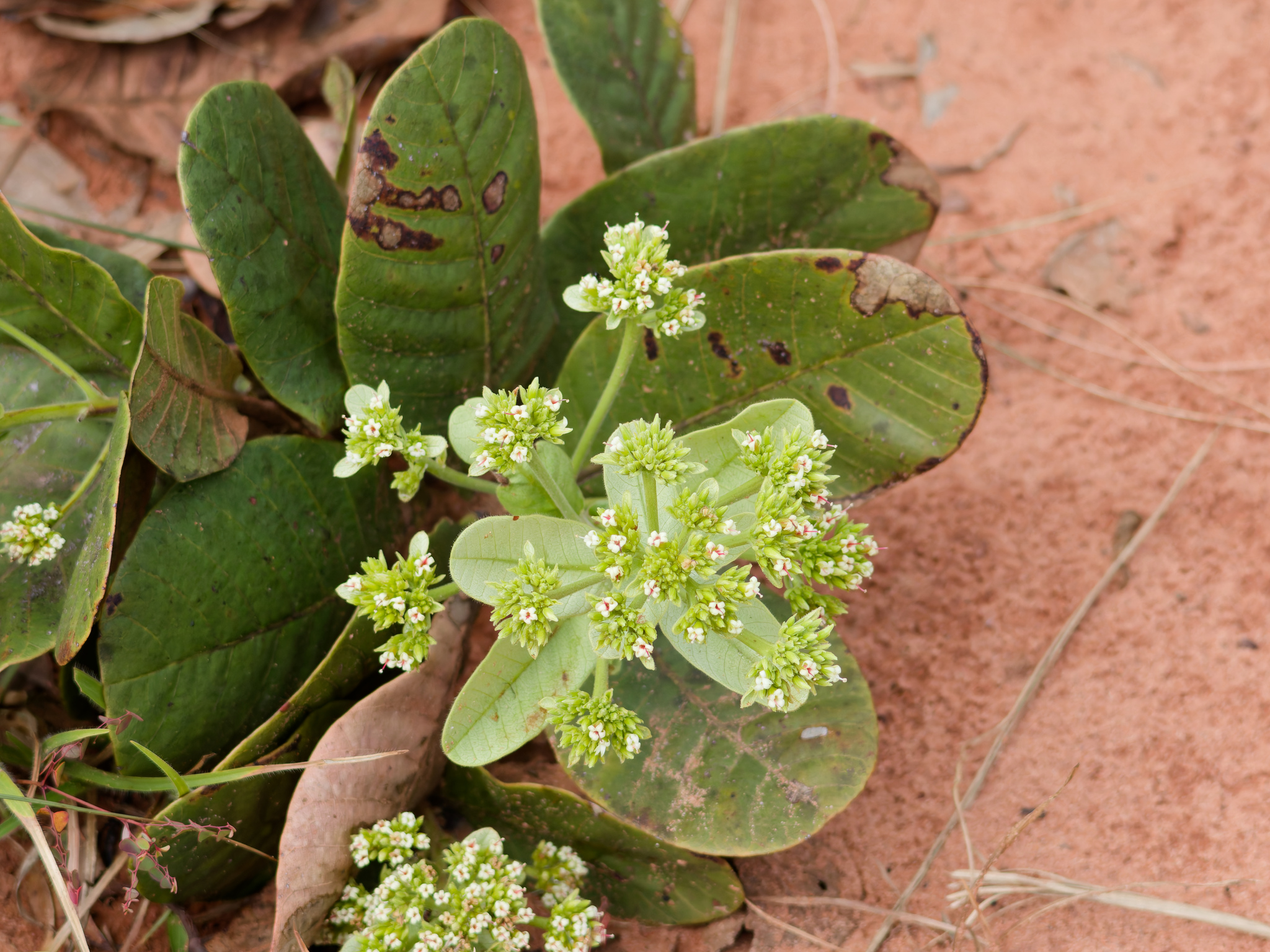 Dwarf Cashew Nut (Anacardium humile)