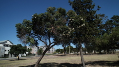Corymbia ficifolia
