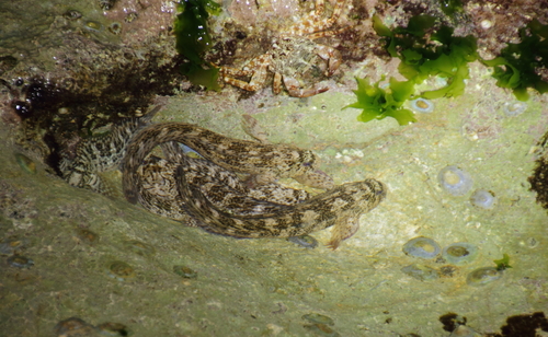 Rusty Blenny